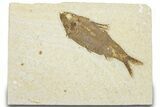 Detailed Fossil Fish (Knightia) - Wyoming #320290-1